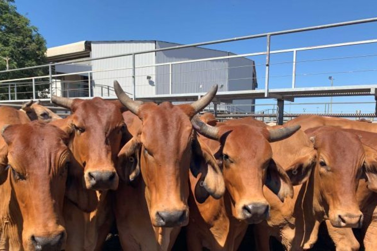 A pen of Red Brahman cattle at a saleyard in the state's northwest. Photo: ABC