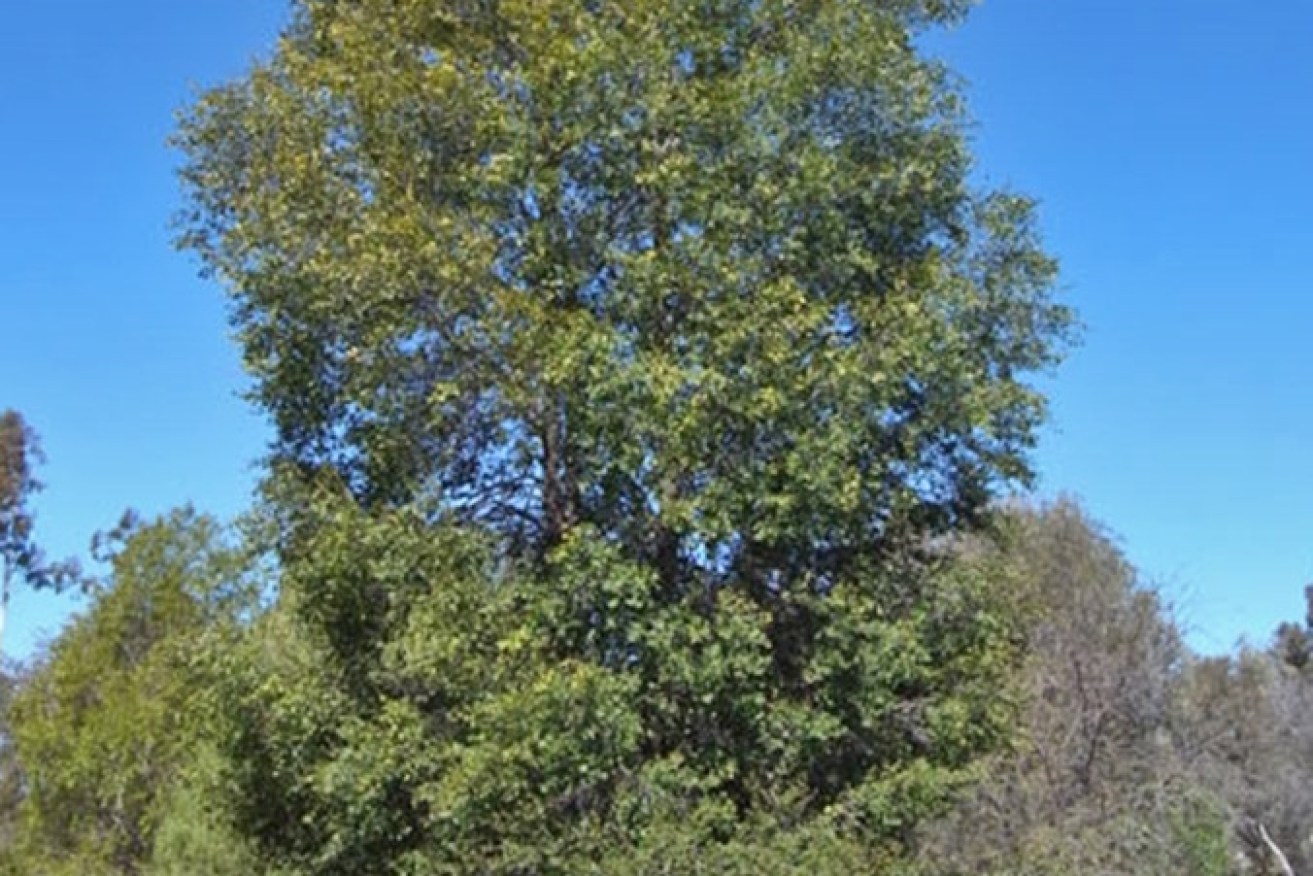 An ooline tree. (Photo: Source: Australian National Botanic Gardens)