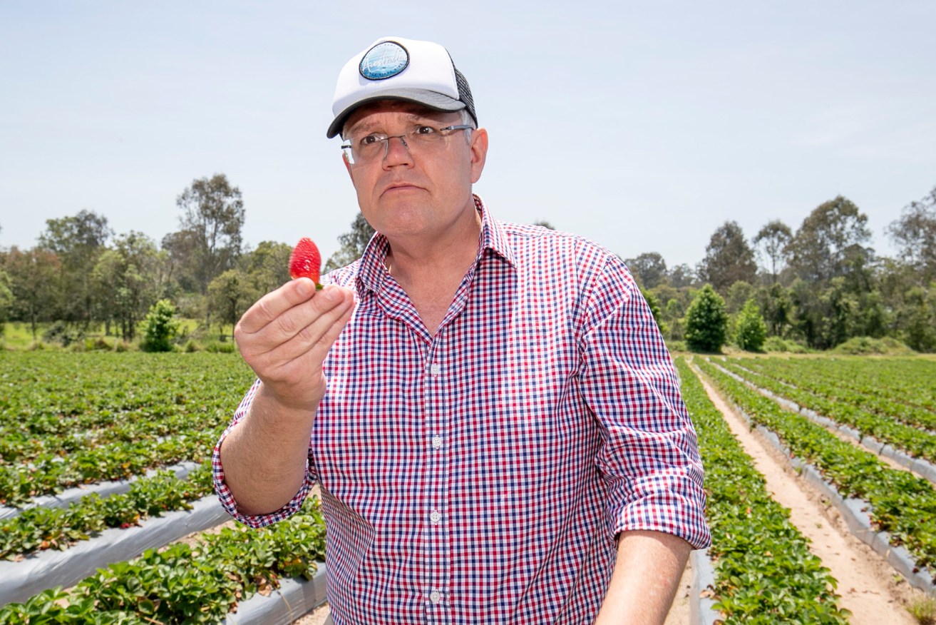Australia's Prime Minister Scott Morrison is seen during a visit to a strawberry farm in Chambers Flat in southeast Queensland. (Photo: AAP Image/Tim Marsden) 