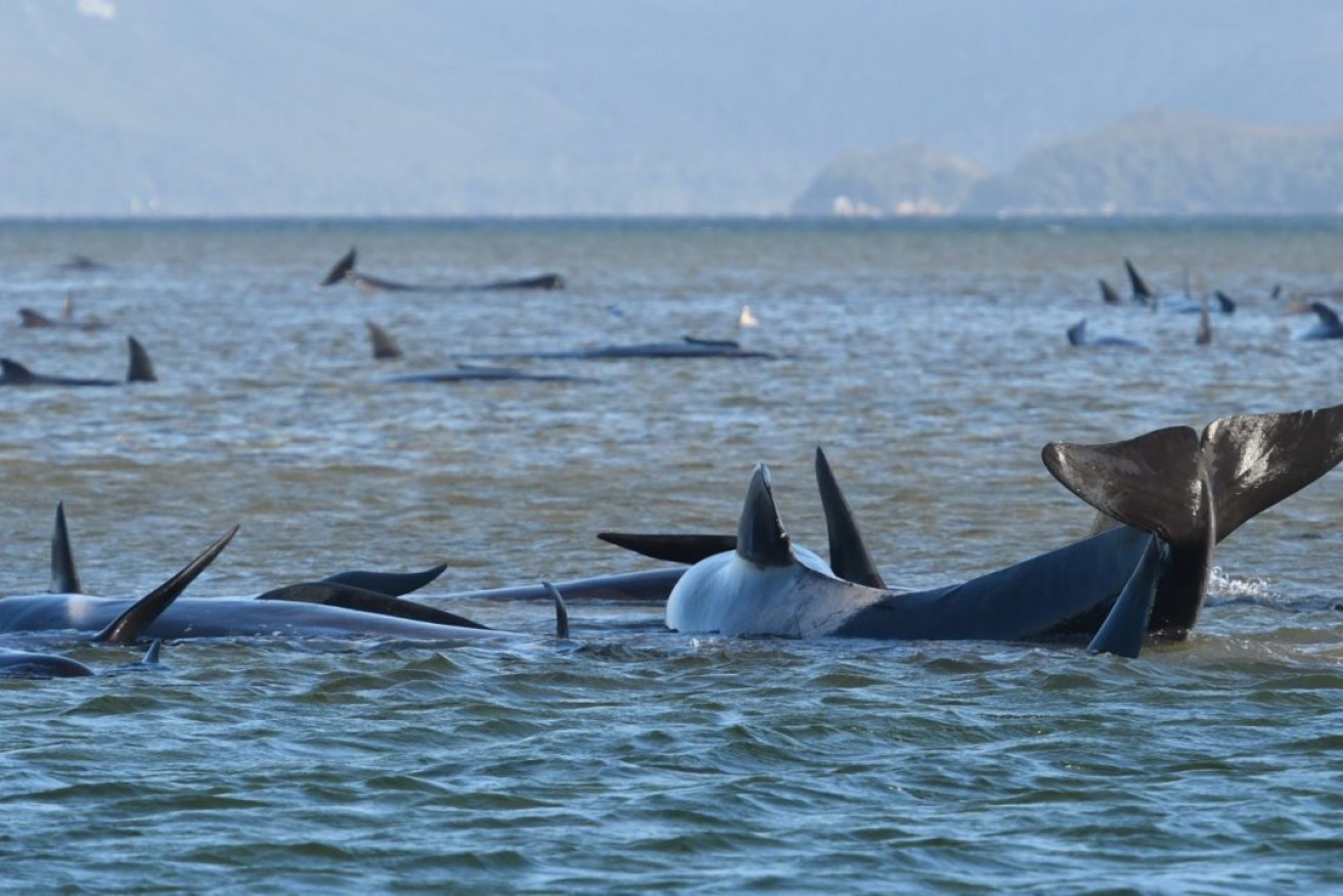 A pod of whales, believed to be pilot whales, have become stranded on a sandbar at Macquarie Harbour, Tasmania. (Photo: AAP Image/The Advocate Pool, Brodie Weeding)