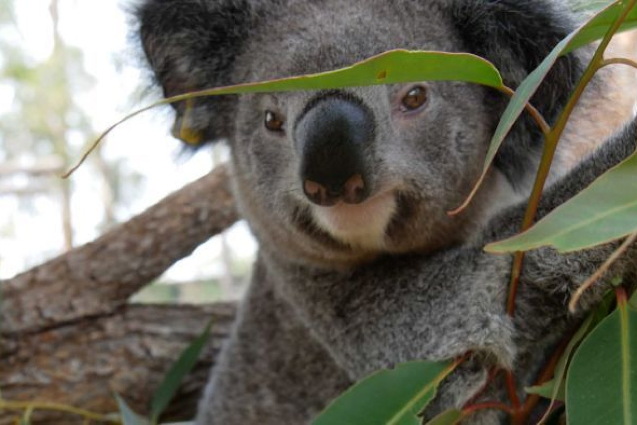 A drone seeding program is part of WWF's Regenerate Australia initiative. (Photo: ABC)