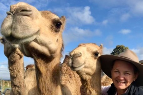 Meet the Sunshine Coast farmers who are milking camels for all they are worth