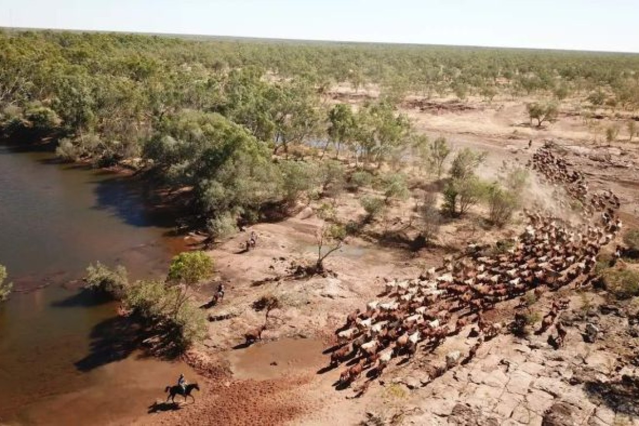 The $35 million sale of Nardoo Station, north of Cloncurry, has broken records in the area for price per hectare. (Photo: ABC)