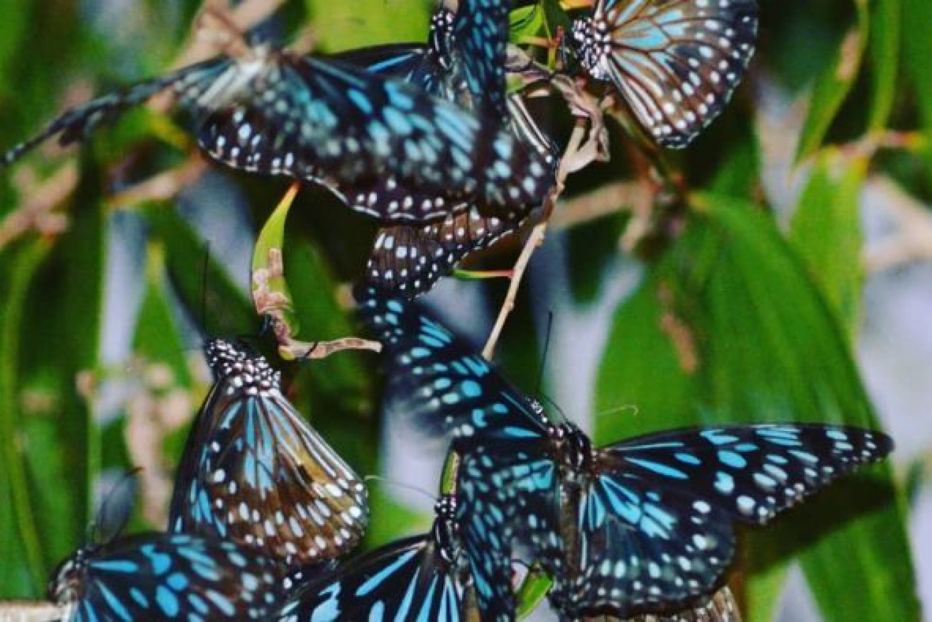 Hundreds of butterflies, especially blue tigers, have been fluttering around Mackay. (Photo: ABC)