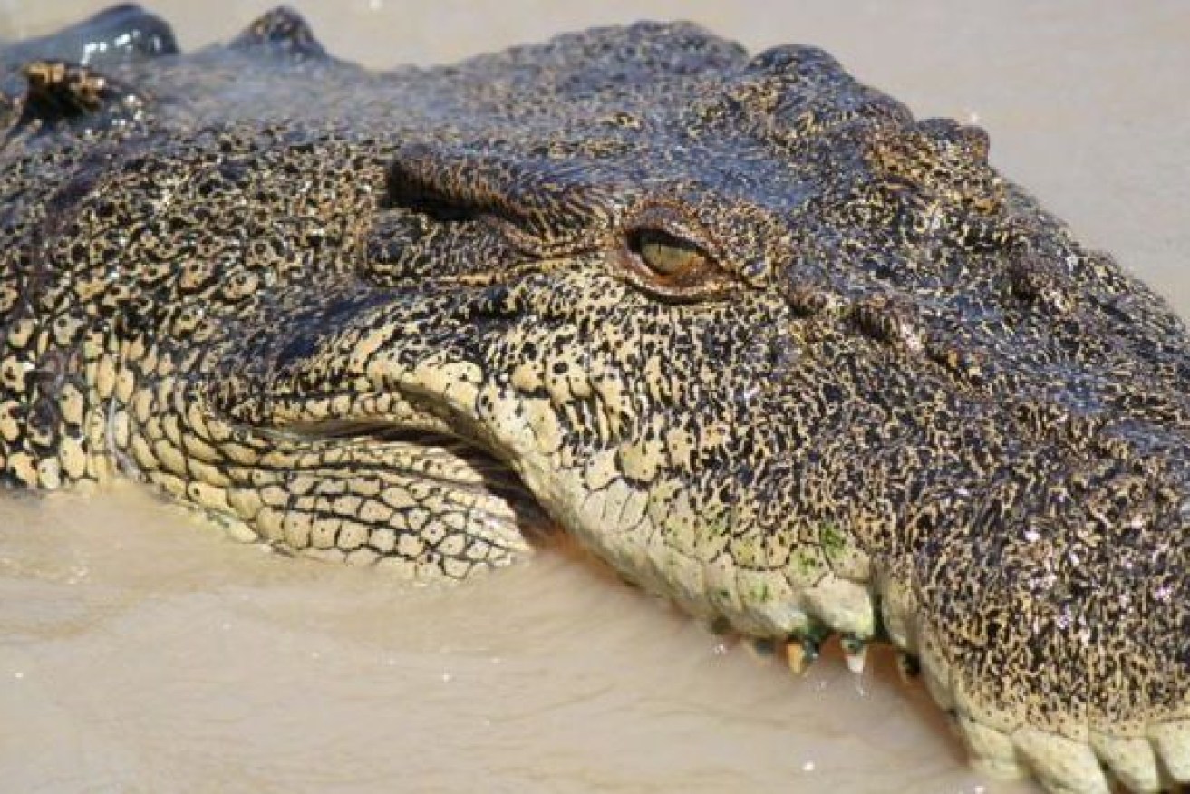 The remains of a missing fisherman are believed to have been found inside a large crocodile.. Photo: ABC