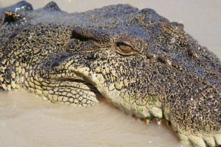 Queensland’s big crocs to become fair game under proposed new hunting rules