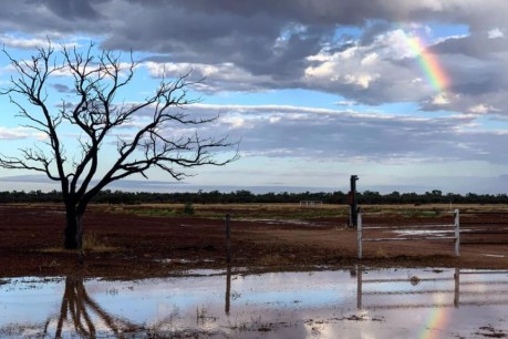 Weekend storms bring ‘best falls in a decade’ to cattle properties in west