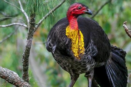 Depravity in our back yards – bush turkeys are ‘raping’ domestic chickens, experts say