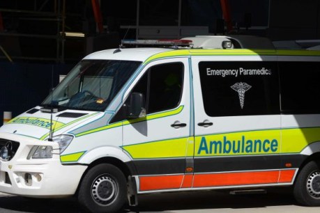 Woman rushed to hospital after clash with kangaroo
