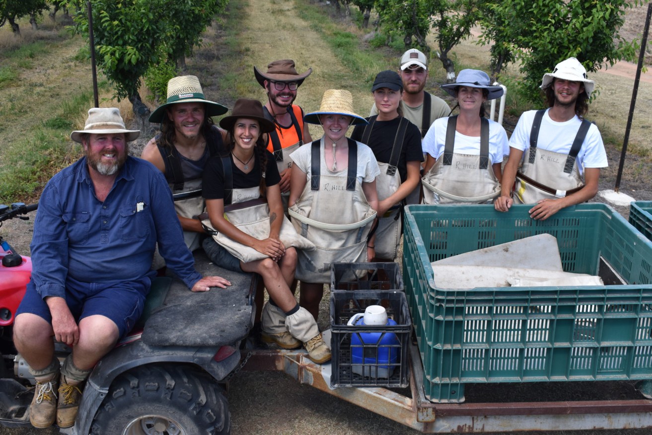Stanthorpe farmer Gus Ferrier and his fruit picking crew. (Photo: Brad Cooper).