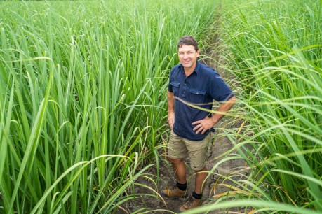 Reef credit scheme benefits untested, says Canegrowers