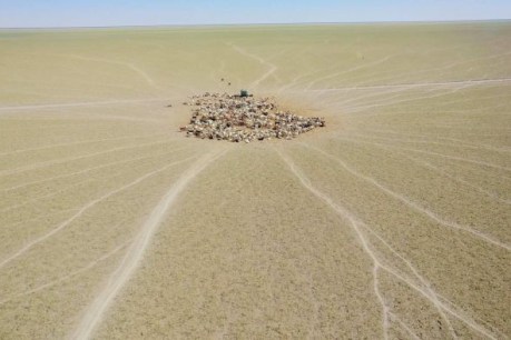 Selling the farm: Record year as many of Australia’s biggest cattle stations change hands