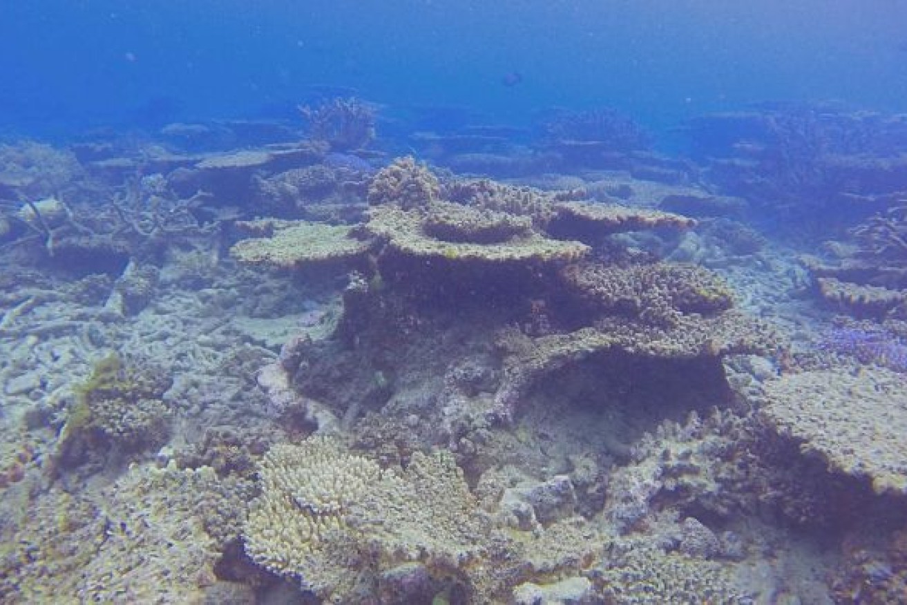 The Great Barrier Reef suffered mass coral bleaching events in 2016, 2017 and 2020. (Supplied)