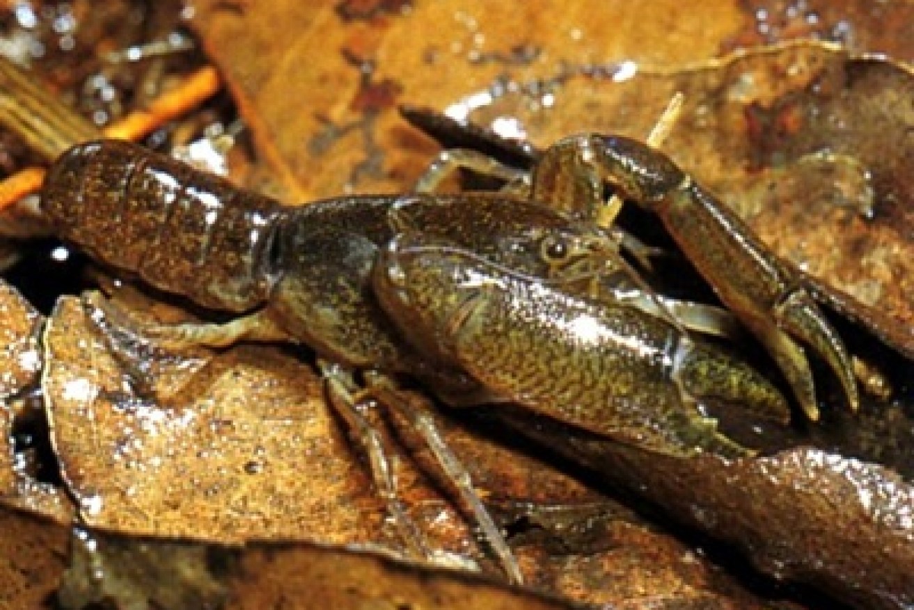 The swamp crayfish.  (Photo: Queensland Museum)