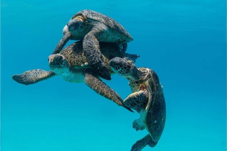 Dangerous liaisons: The bizarre turtle sex marathon taking place off Bundaberg