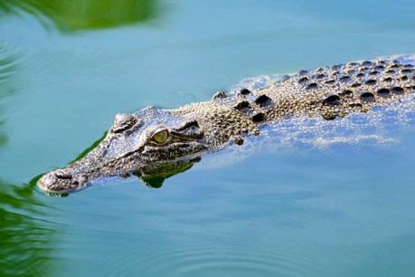 What a croc! Mystery still surrounds Straddie’s unwanted visitor