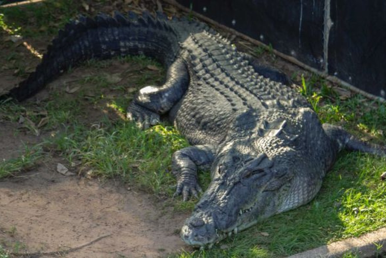 A proposed crocodile farm near Darwin aims to house up to 50,000 saltwater crocodiles. Photo: ABC
