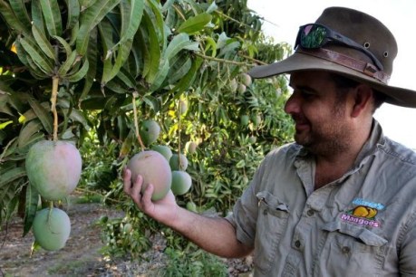 Queensland’s mango season starts in Bowen amid export concerns due to COVID-19