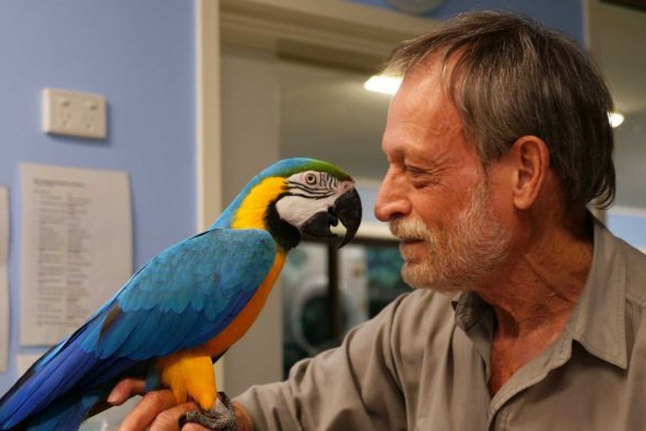 Dr Peter Wilson says birds make up around 20 per cent of his veterinary practice's work. Photo: ABC