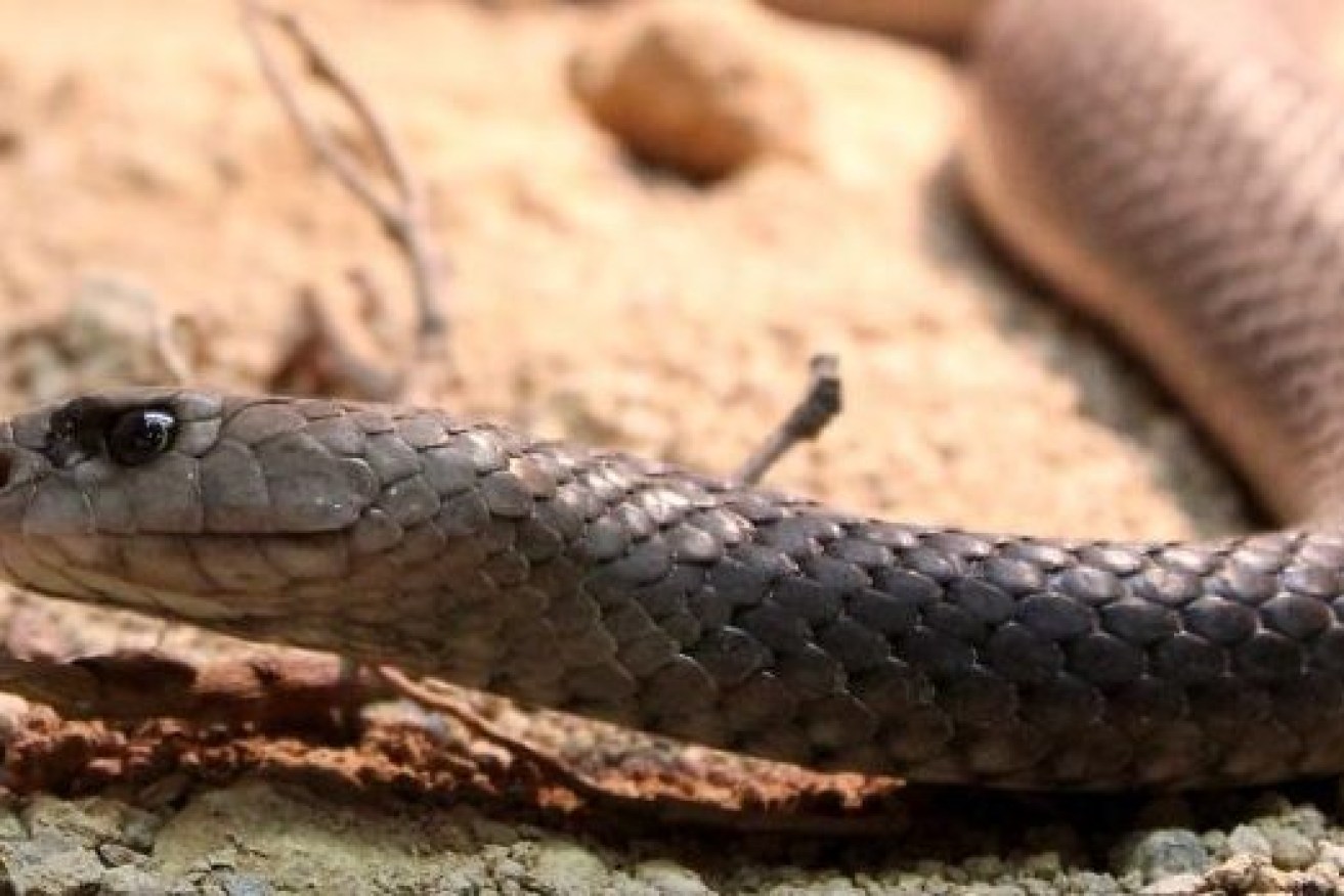 Aman has been charged with manslaughter after failing to seek proper medical help for a boy bitten by a snake Photo: ABC