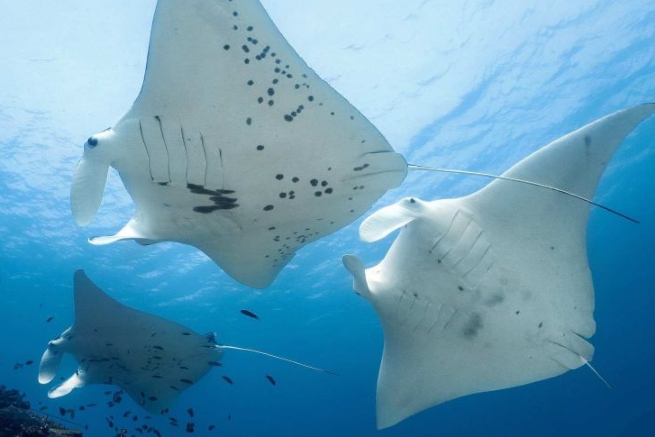 Huge numbers of manta rays have been sighted by divers off Lady Elliot Island.(Supplied: Project Manta)