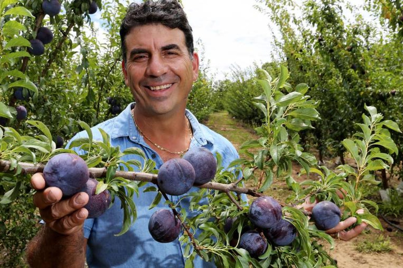 Orchardist Sebastian Fiolo and the Queen Garnut plums ripening on his trees.
(PICTURE NIC ELLIS   THE WEST AUSTRALIAN)