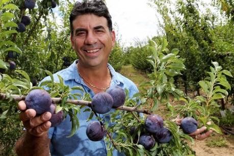 Plum crazy: How a battle over Queensland ‘super fruit’ has ended up in court