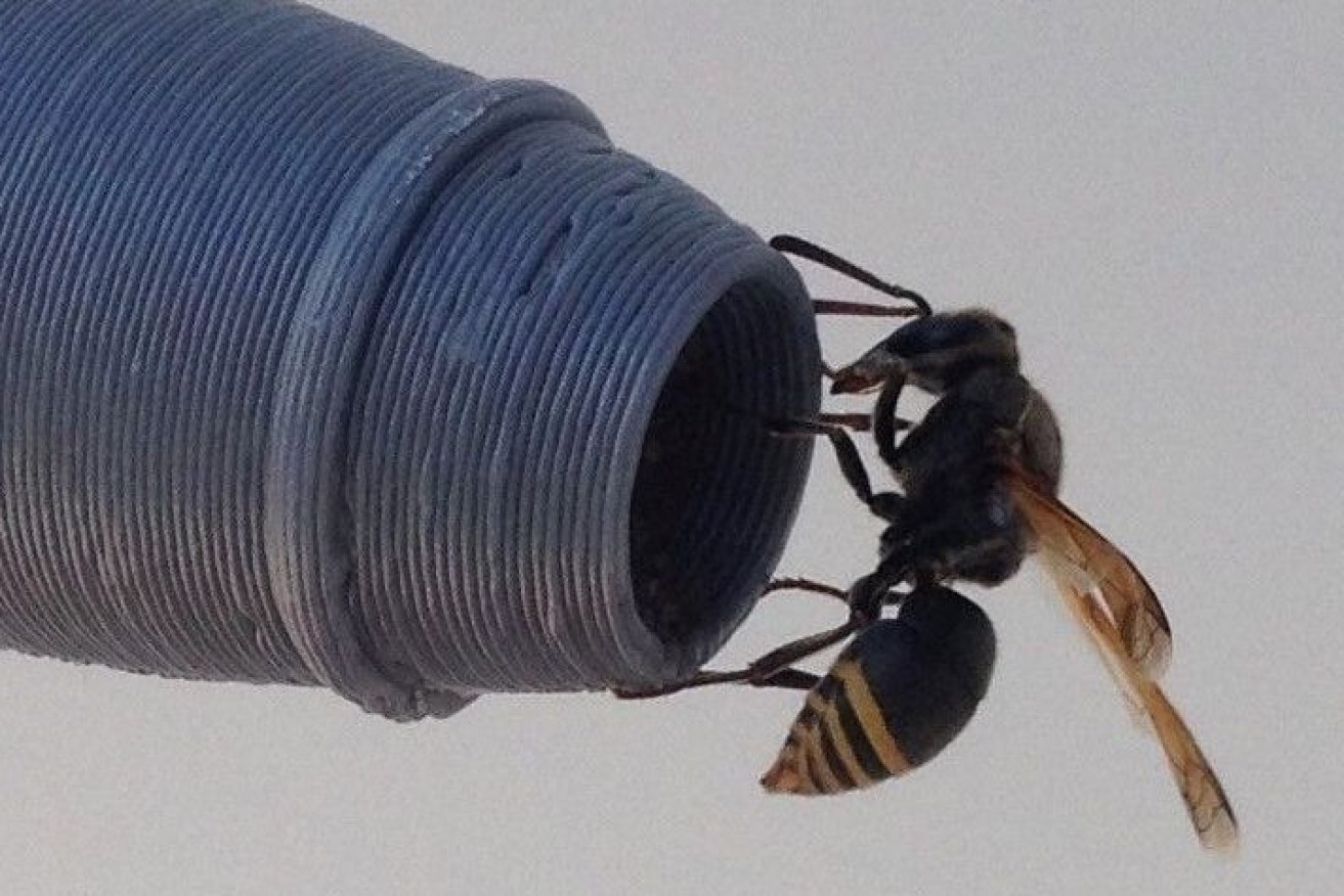 A female keyhole wasp, checking out a replica pitot probe to see if it's a suitable nest site.(Supplied: House Et Al (2020) PLOS One)