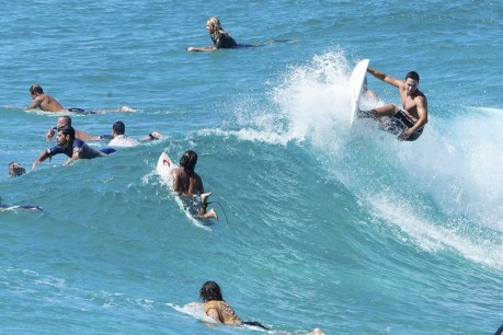 Surfing smarter: New breakthrough in war against the great Australian killer