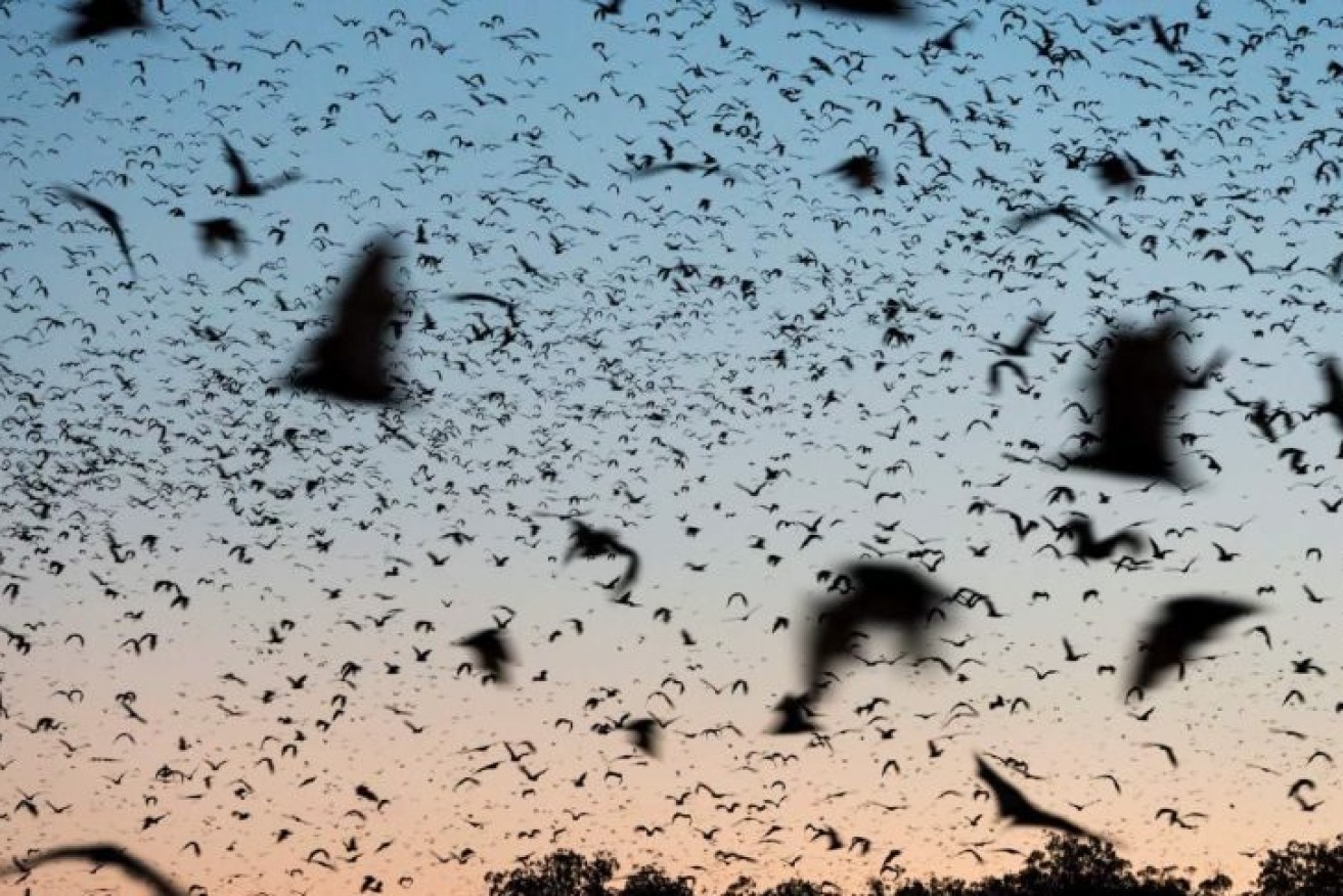 Hundreds of little red flying foxes leave their roosts - Gold Coast authorities have issued a health warning. (Photo: Supplied: Jurgen Freund)
