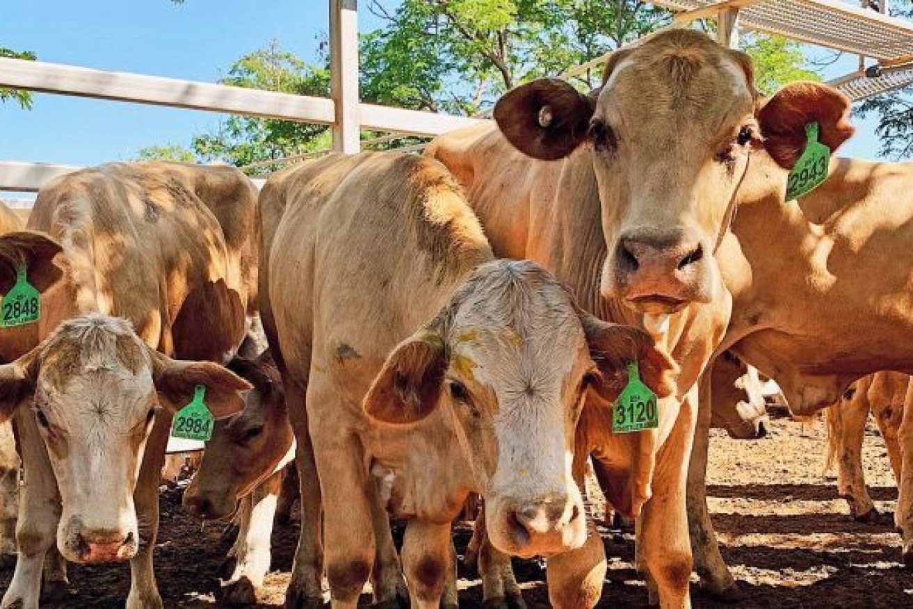 Researchers are on the hunt for a venereal disease that causes infertility in cattle. 