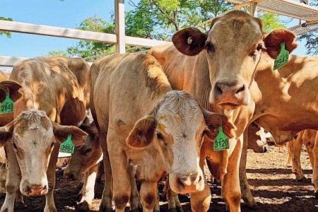 Biosecurity forces get onto front foot as fears grow over cattle virus