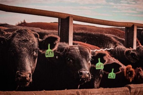 Knives out: AgForce warns of UK group’s threat to skewer state’s beef industry