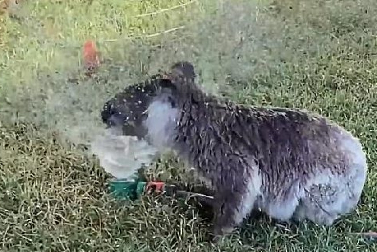 A koala cools off in a sprinkler in Christine Tully's backyard near Dalby on Sunday.