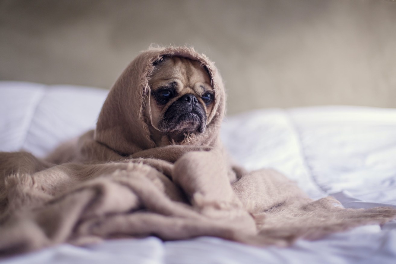 Keeping pets healthy can be an expensive exercise (Pic: Matthew Henry, Unsplash)