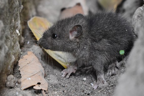 We’ve had droughts, fires and floods, now here comes the mouse plague