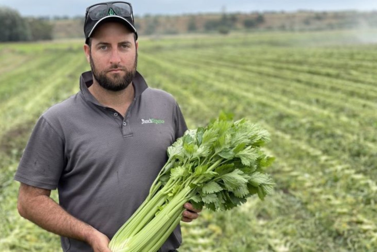 Celery grower Kane Busch had to dump a crop because it could not be picked in time to meet orders. (Photo: ABC: Peter Somerville)