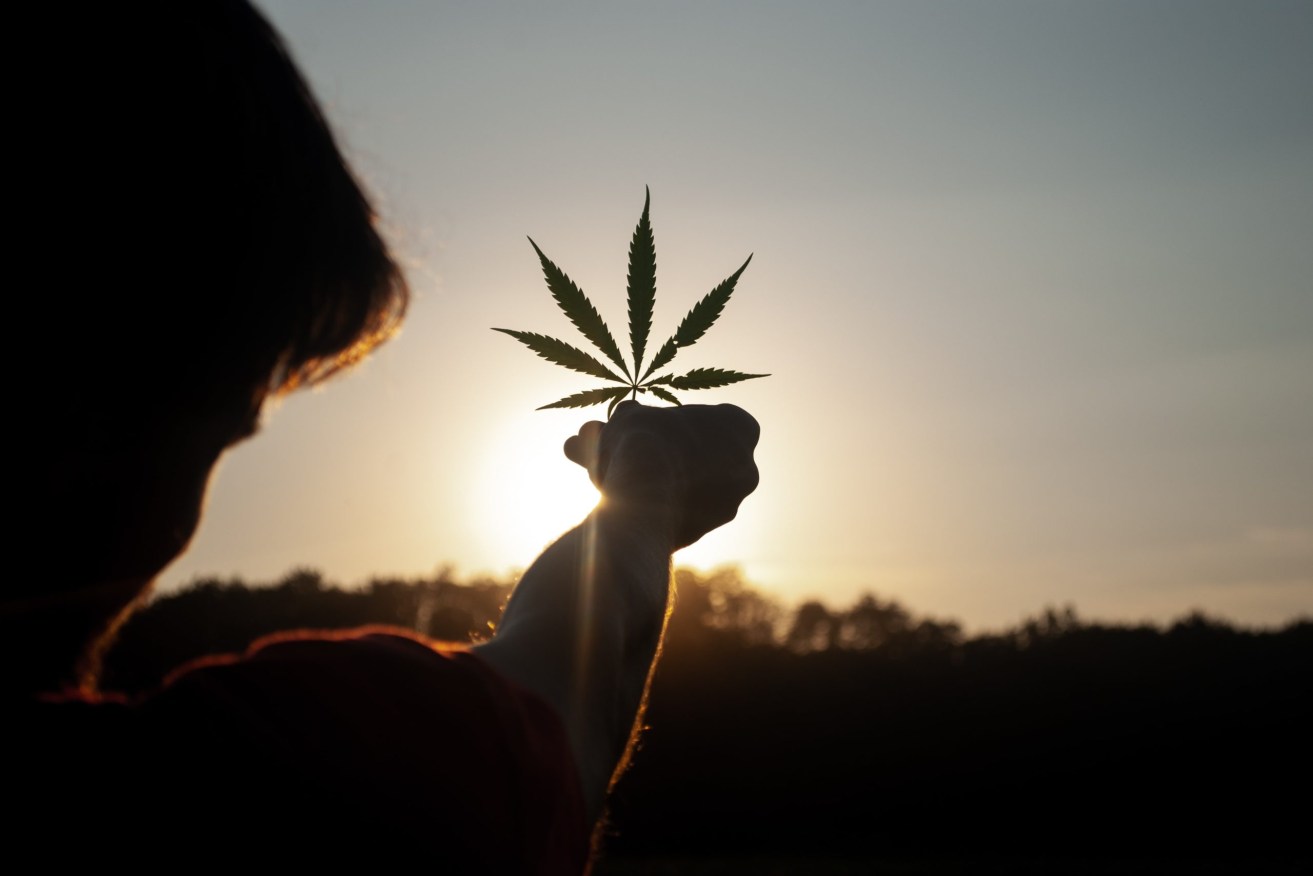 UQ scientists may have found a new anitbiotic in cannabis. (Photo: Unsplash)