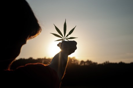 University discovers a new use for cannabis – but don’t try this at home