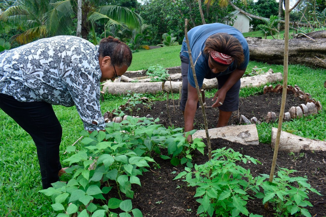 Staff at the Suva Christian School working in their garden in Suva, Fiji. (Fiji Ministry of Agriculture via AP)