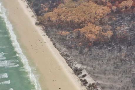 Fan the flames: Too many stakeholders, not enough leadership added to Fraser Island fire woes