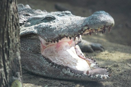 ‘He’s very lucky’ – man escapes jaws of crocodile while swimming in Cairns