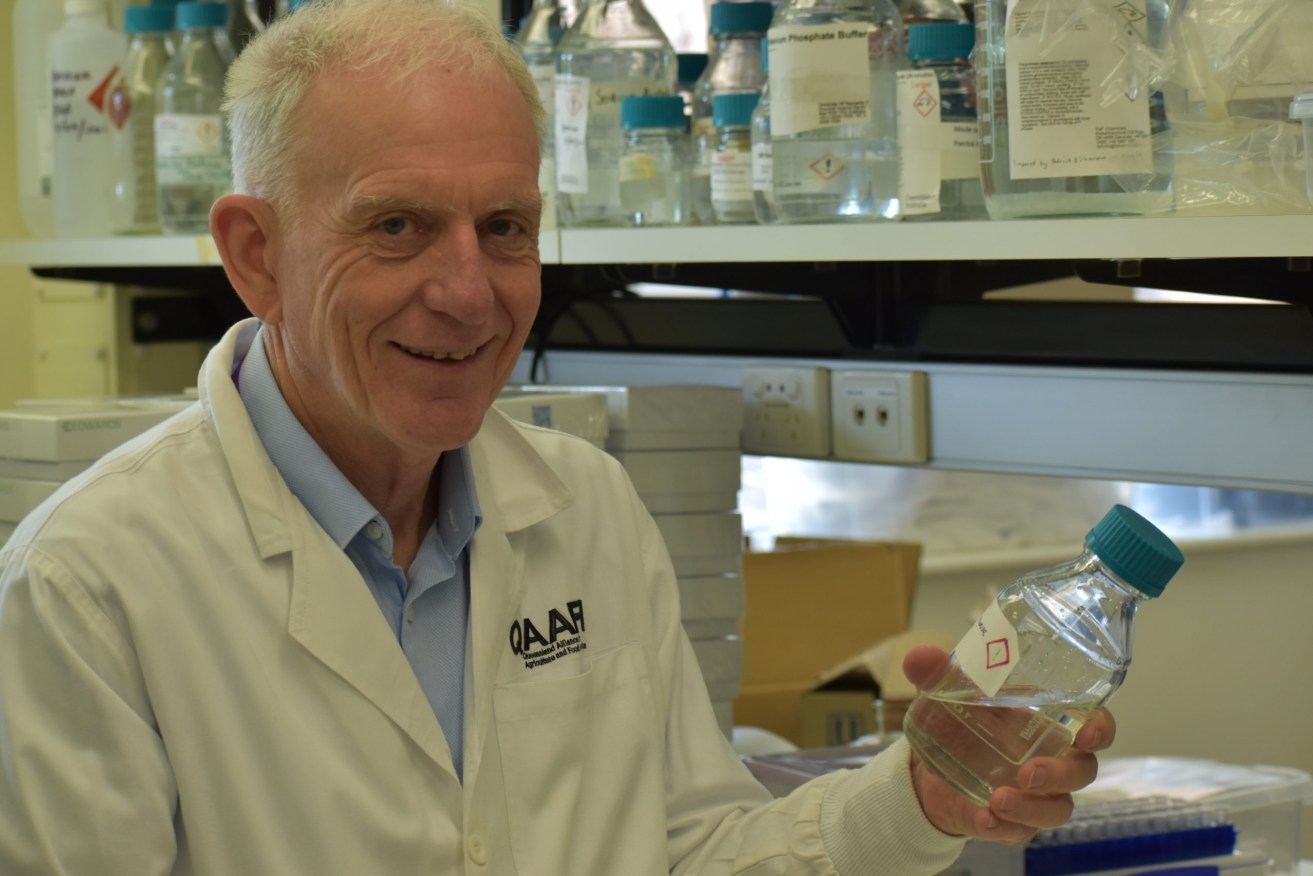 Professor Robert Henry, pictured in his lab at UQ, says world-leading technology will emerge from Queensland in coming years. (Photo: Brad Cooper).
