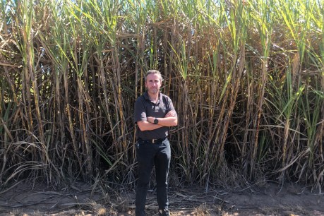 Caned: Sugar growers say new rules will crush plans for bio-fuel