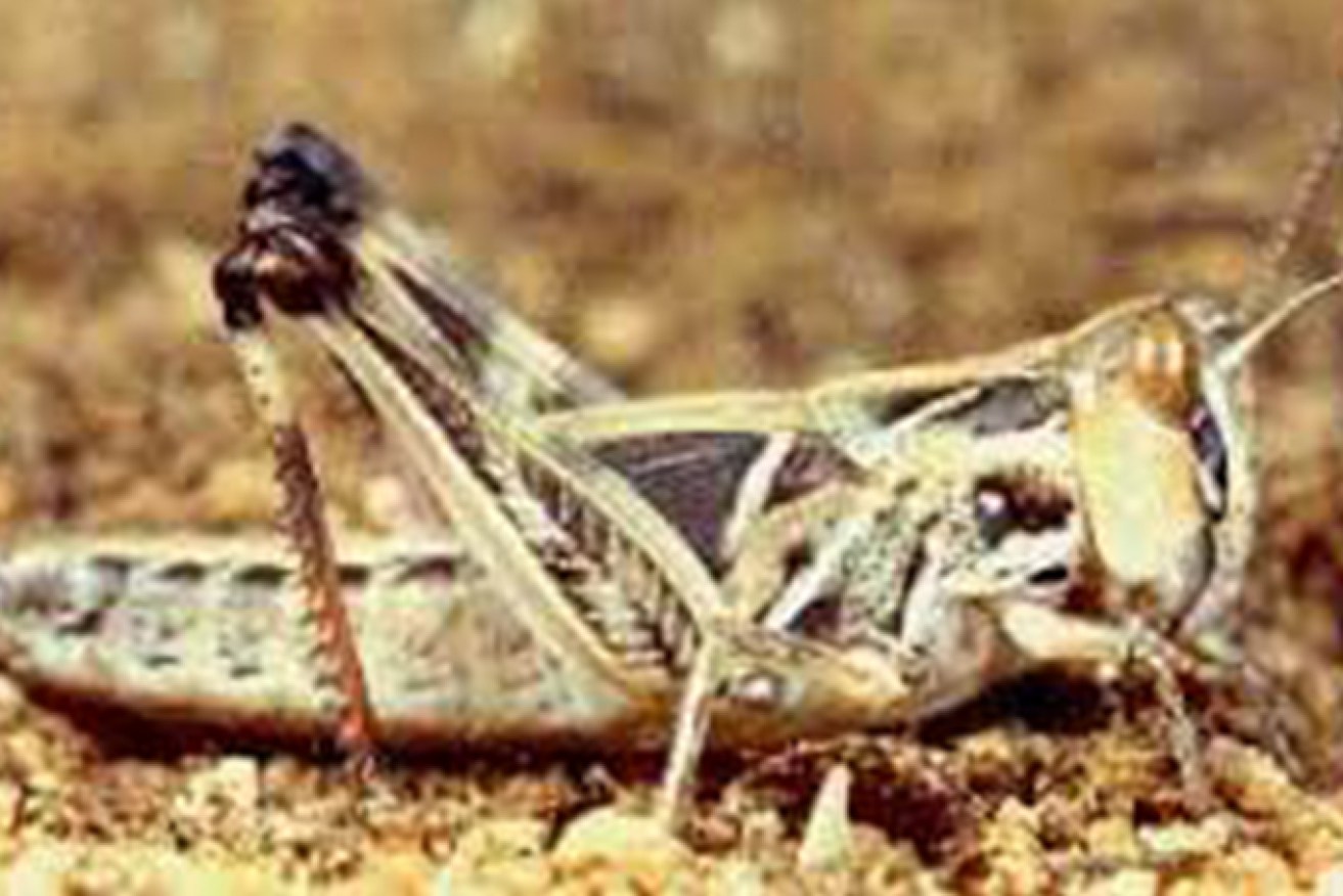 Scientists have warned that early summer rains have created the perfect environment for a locust plague in Queensland. (Source: Federal Department of Agriculture, Water and the Environment)