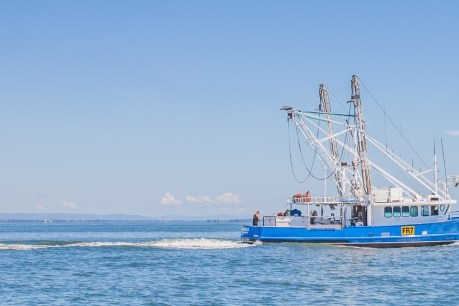 Snagged: Report paints grim outlook for commercial fishing industry