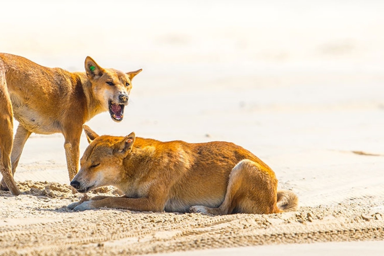 On-the-spot fines for interfering with Fraser Island's dingoes were increased in 2019. Photo: fraserisland.net