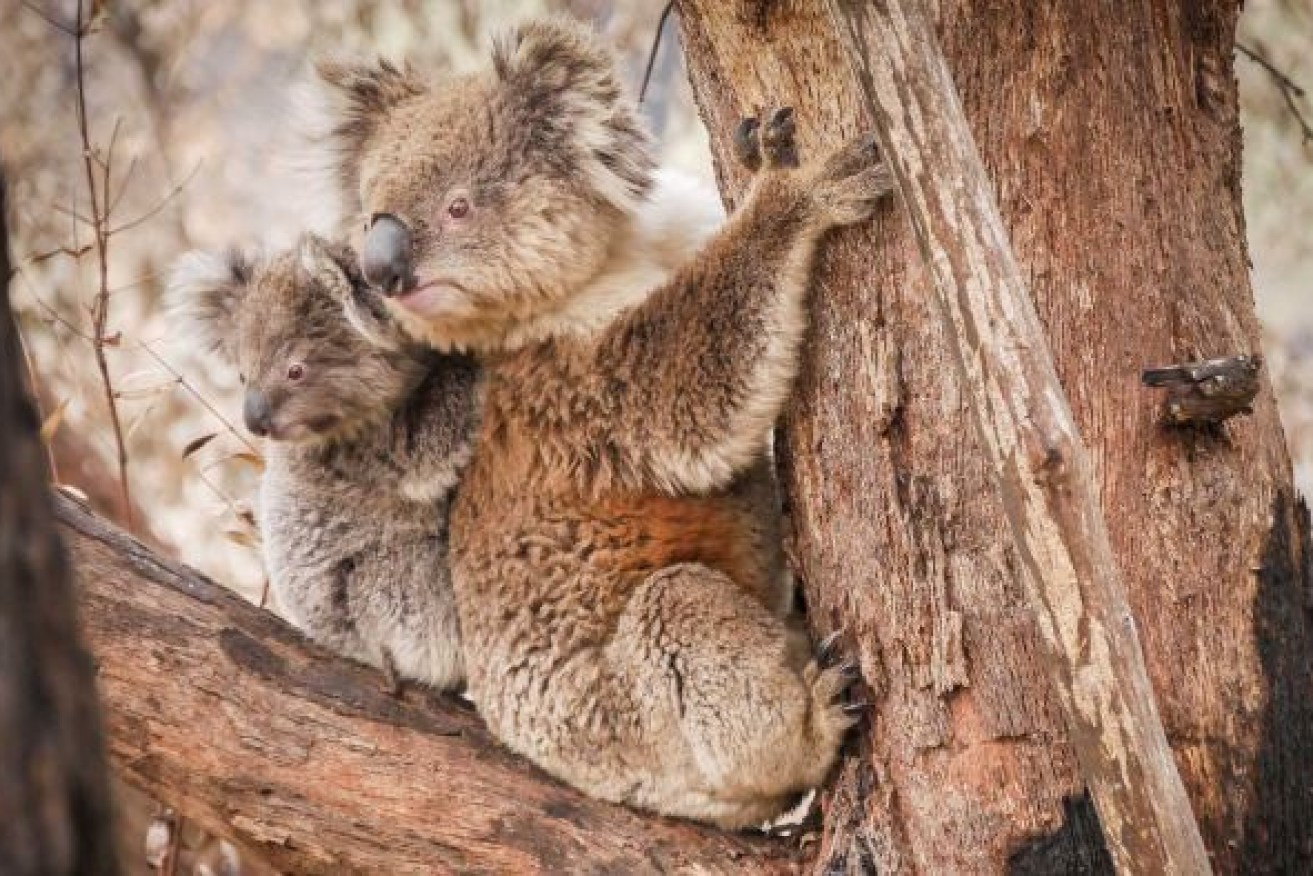 More extreme weather caused by climate change will put more pressure on koala populations. Photo: ABC