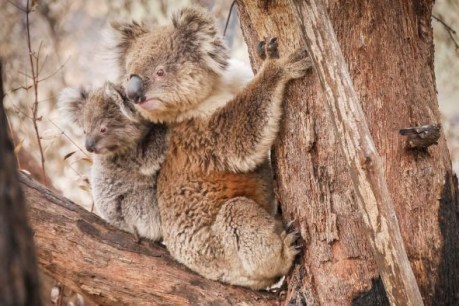 With a housing crisis and 2.2 million more people, where will we put our koalas?