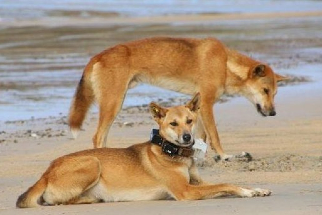 Two dingoes on the beach at Fraser Island-K'gari last year, with one wearing a GPS tracking collar.. Photo: ABC